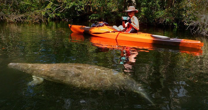 Manatees Up Close